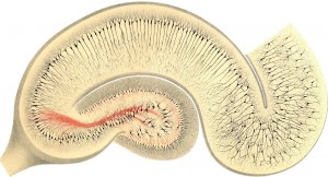 research-main:golgi-1894-fig24-hipp1300x703.jpg